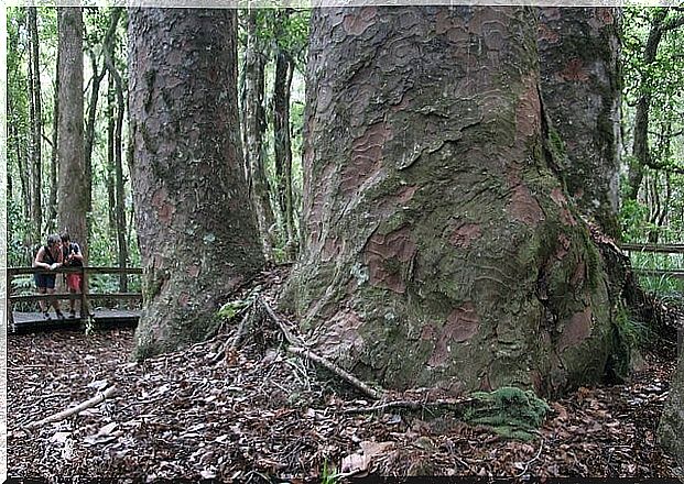 Tree in Waipoua Forest