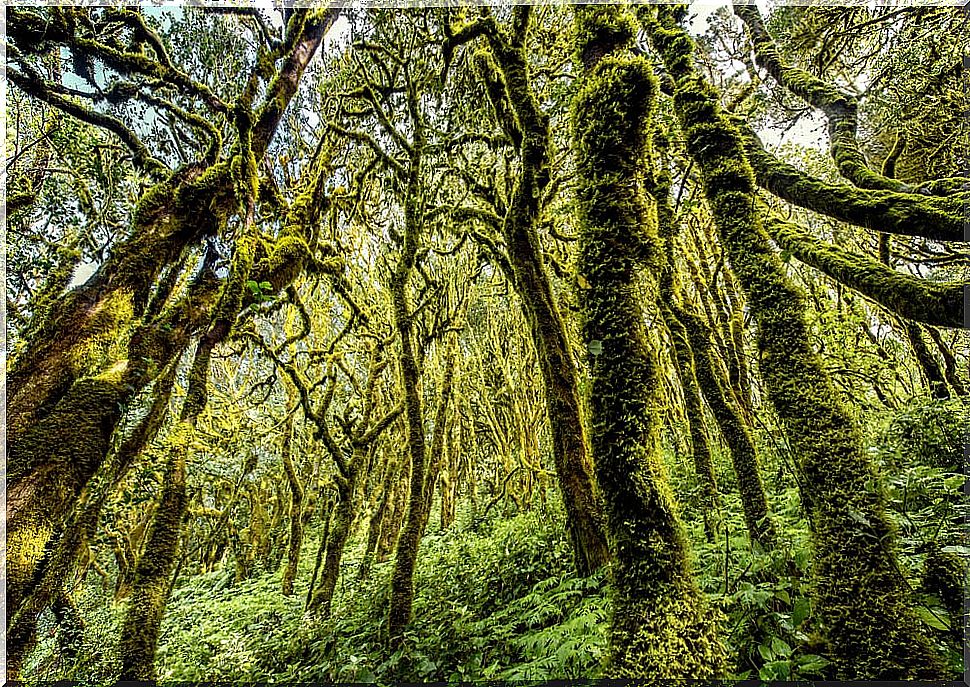 10 magical forests you will want to lose yourself in