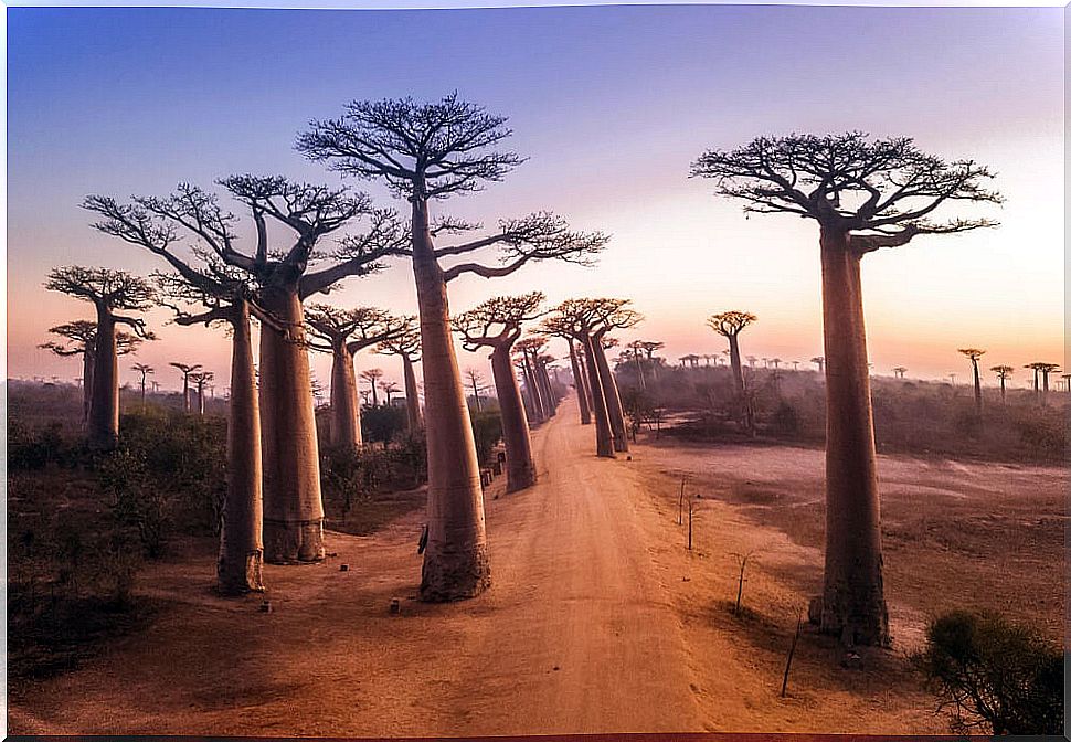 The Avenue of the Baobabs: one of the most famous places in Madagascar