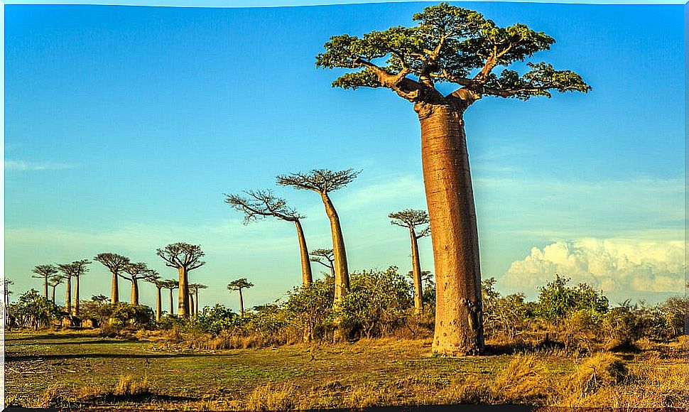 Baobab specimen in Madagascar.