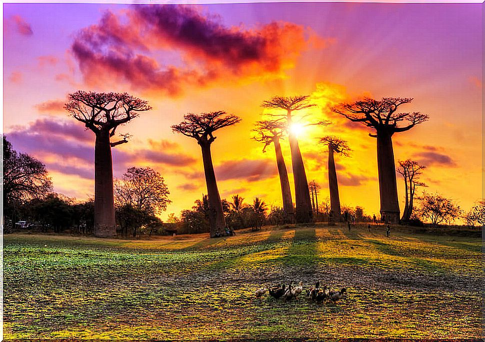 Beautiful landscape of a sunset on the Avenida de los Baobabs.