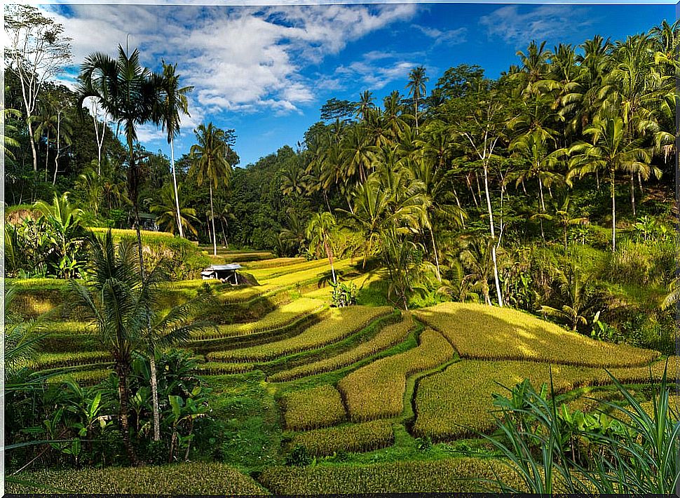 Rice terraces in Bali