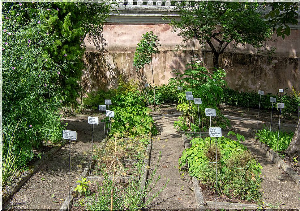 Medicinal plants of the Botanical Garden of Padua.