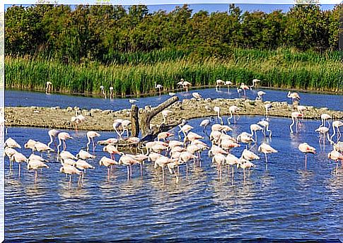 The Camargue in France, a fascinating region