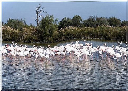 La Camargue Natural Park