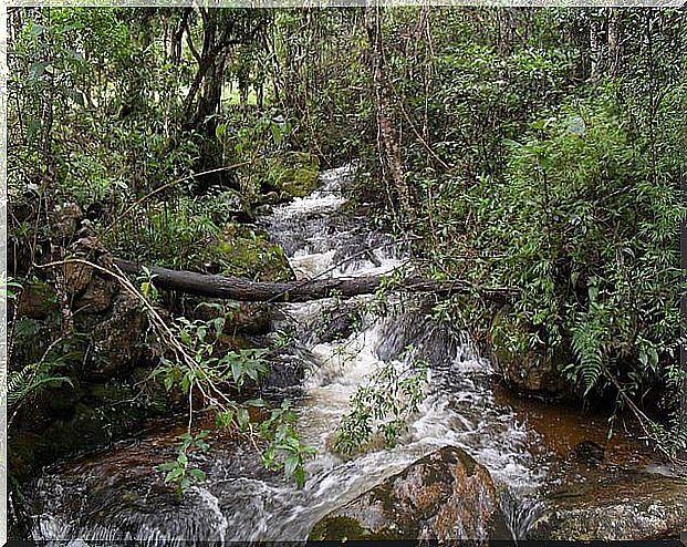 Andean forest