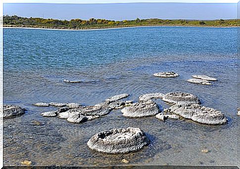 Stromatolites in Australia