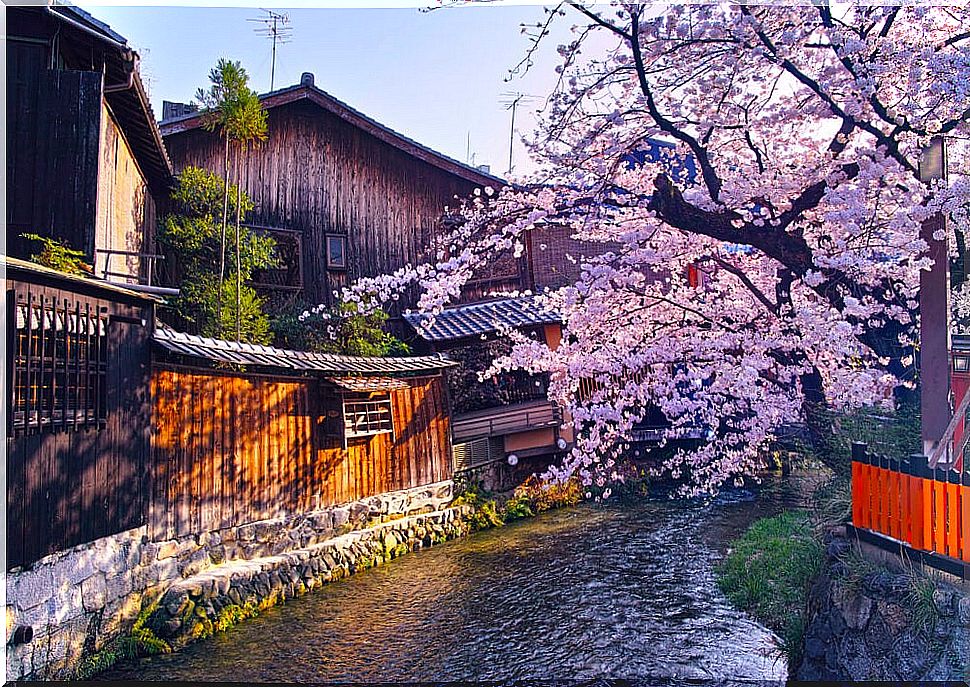 Shirakawa Canal in Kyoto