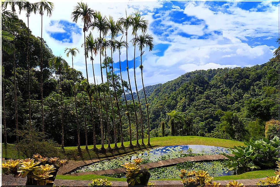 Balata Gardens in Martinique