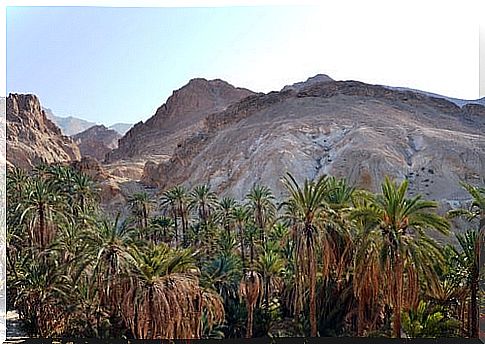 Oasis of Nefta in Tunisia