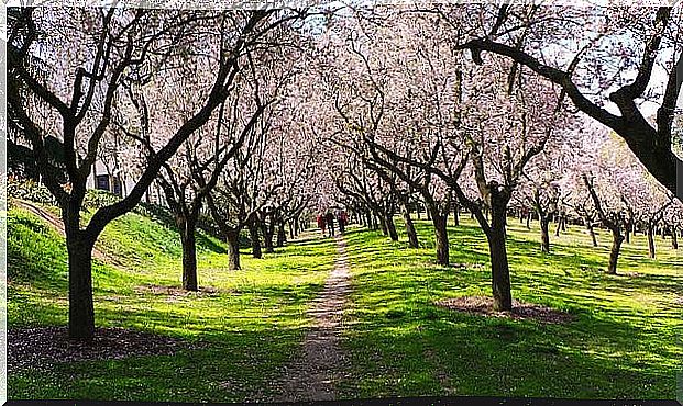 Quinta de los Molinos in Madrid