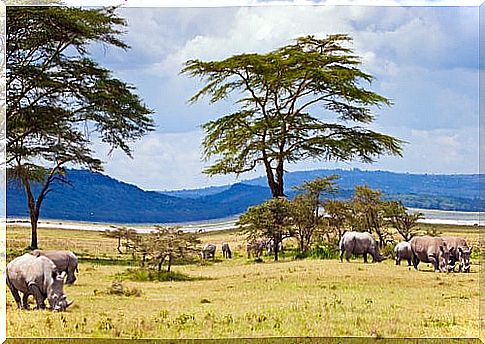 We visit the Serengeti National Park in Tanzania