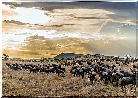 Migration in the Serengeti National Park