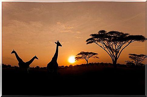 Sunrise in the Serengeti National Park