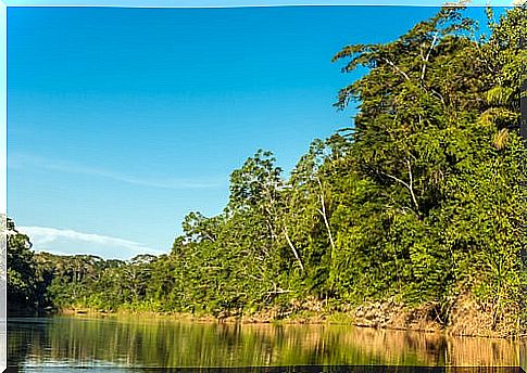 Manu Natural Park in Peru